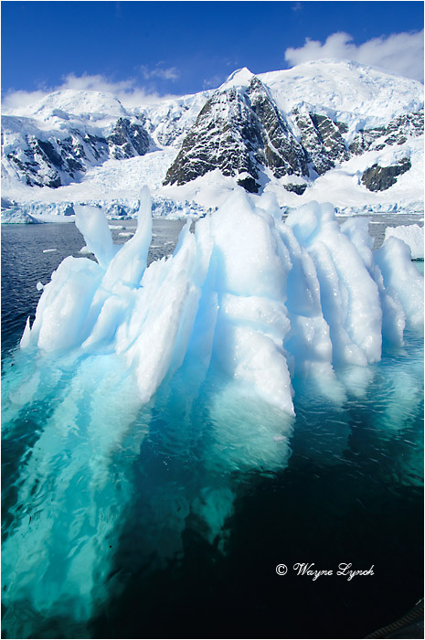 Paradise Bay Antarctic Peninsula 110 by Dr. Wayne Lynch ©